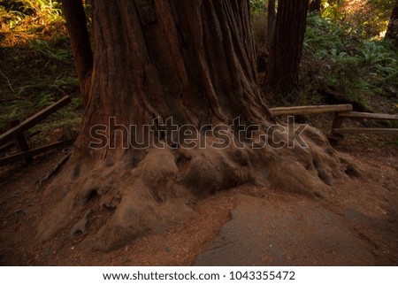 Muir Woods National Monument. National monument in Marin County, California. Wild Forest. USA. 