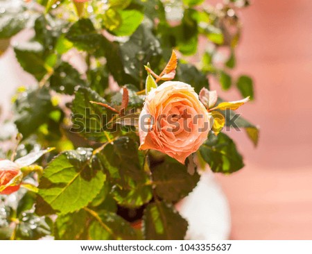 Home decor of rose flower. Decorative plant in floral pot.