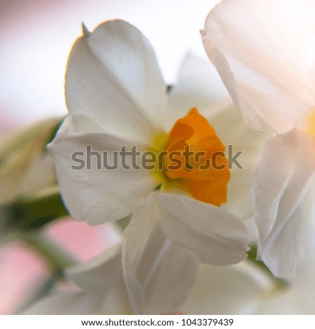 Orchid flower, Czech Republic