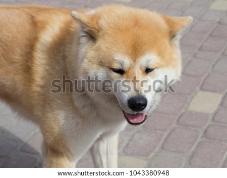 A dog of the Akita Inu breeds the entrance to the house. Pet. Portrait of a dog - a smile.
