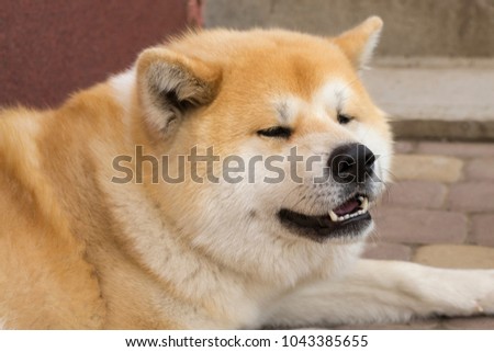 A dog of the Akita Inu breed lies at the entrance to the house. Pet. Portrait of a dog.