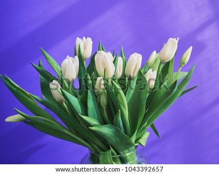 A magnificent bouquet of white tulips is on a lilac background. Image suitable for background birthday greeting card, mother's day, international women's day