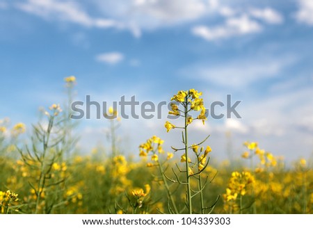 Oil rape flowers in field in early spring