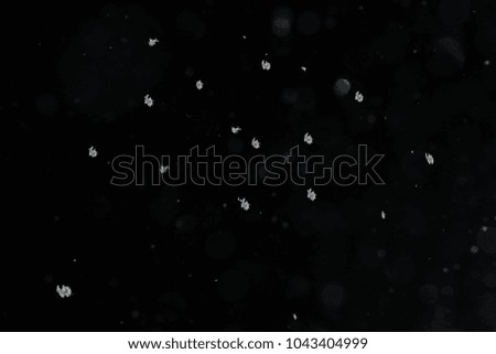 closeup background texture of snowflakes during a snowfall on a black background