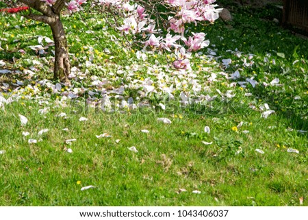 Czech Republic, Prague, magnolia in bloom