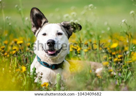 Summer portrait of mixed breed happy dog on dandelions meadow. 