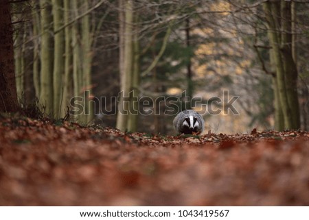 Beautiful European badger (Meles meles - Eurasian badger) in his natural environment in the autumn forest and country	
