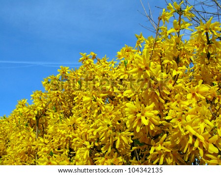 spring forsythia bush flowers and blue sky Royalty-Free Stock Photo #104342135