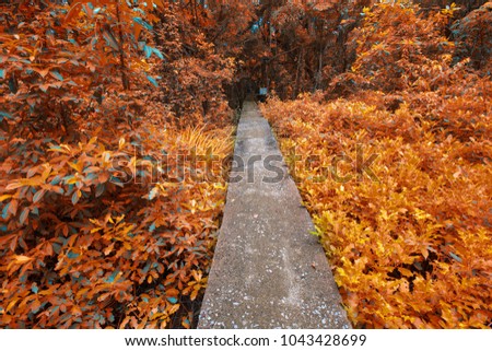 Walkway cement in autumn forest in national park