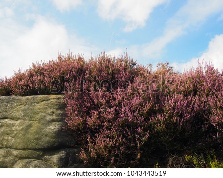 purple flowering heather growing on a boulder in the yorkshire moors with a blue bright cloudy sky