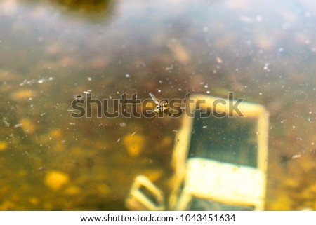 a dead fly floating on the water and a drowned car in deep water in the background 