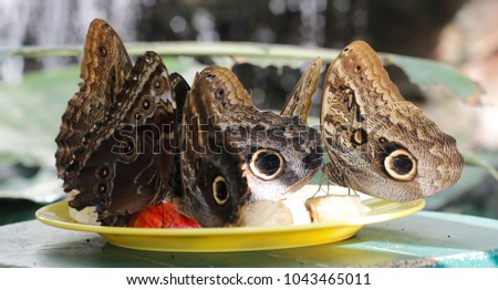Several exotic butterflies sitting on a plate og bananas. Macro picture of patterned wings.