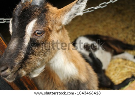 This is a close up picture of a goat
