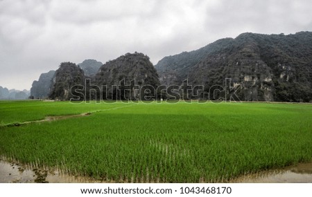 Tam Coc rise field landscape, Binh Ninh - Vietnam - Asia