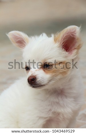 Head of a red and white Chihuahua puppy in a garden