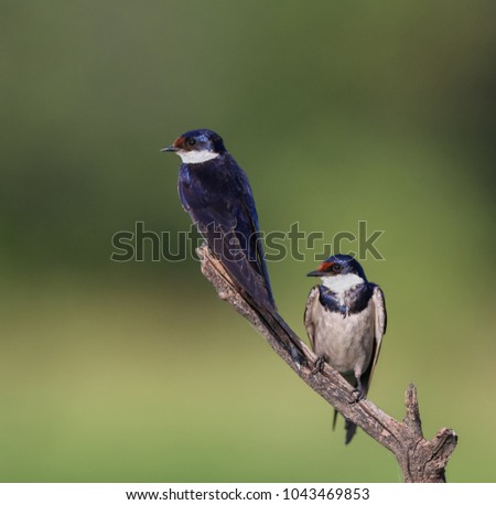 White-throated swallows perched on a tree branch isolated against a green background.