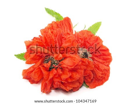 red poppy flower on a white background