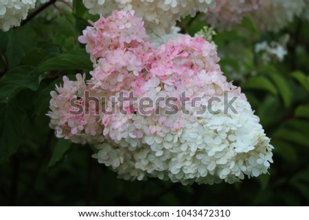 Beautiful tender hydrangea flowers.
Postcard, picture, photo, background, background for the site, image. 
