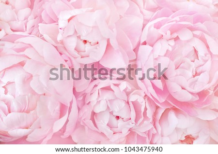 Summer blossoming delicate peony frame, blooming peonies flowers festive background, pastel and soft floral card, selective focus, toned
