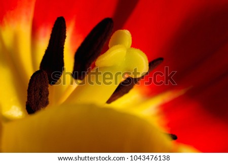 Red yellow tulip on a dark background with reflections.