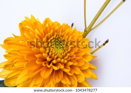 Orange Chrysanthemum on White Background