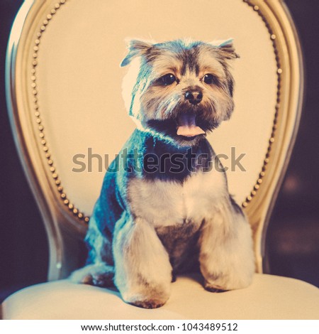 Cute Yorkshire Terrier boy resting on a leather chair after shearing. Toned image. portrait view. square cropping
