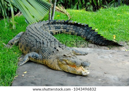 Saltwater crocodile (Crocodylus porosus) in Australia. Royalty-Free Stock Photo #1043496832