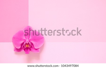 Flowers composition. Creative layout. Pink orchid on a pink background. Floral pattern. Flat lay, top view, copy space.