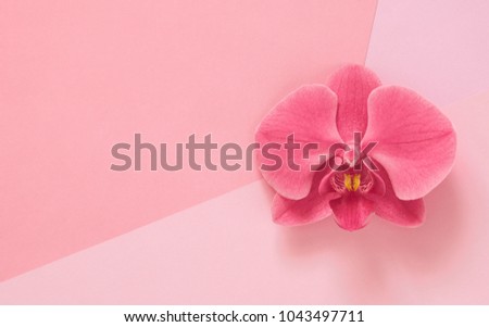Flowers composition. Creative layout. Pink orchid on a pink background. Floral pattern. Flat lay, top view, copy space.