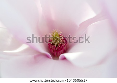 Inside beautiful magnolia flower. Natural light, selective focus.