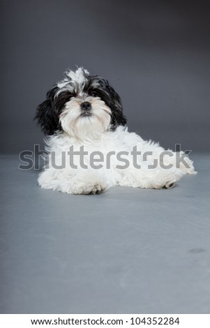 Cute black and white boomer dog isolated on grey background. Studio shot.