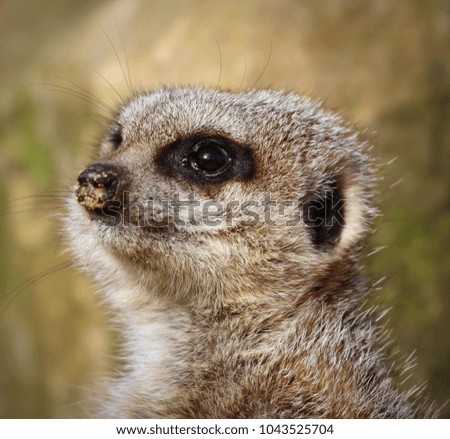 A Meerkat looking to the side