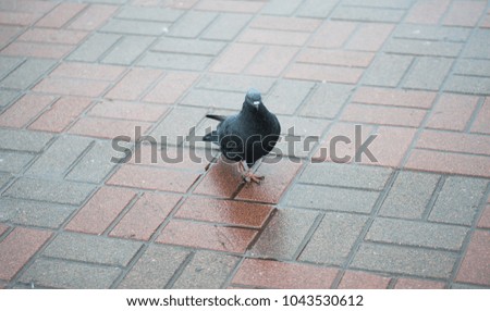 Black pigeon lies on a tile and sunbathing