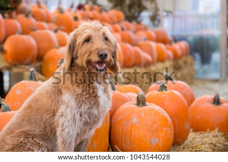 Cute golden labradoodle sitting in front of a bunch of pumpkins on a farm.