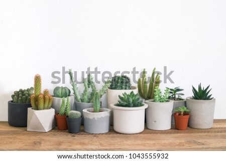 Collection of succulents plant in pot on table. Cactus lover Royalty-Free Stock Photo #1043555932