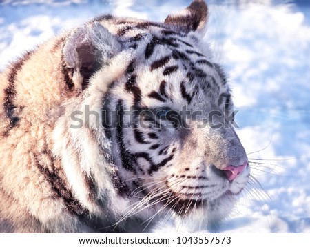 White tiger Panthera tigris bengalensis portrait