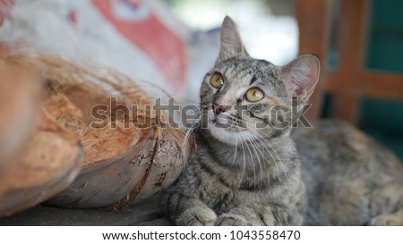 A cute cat is sitting on the wooden floor. It is looking up. It has yellow eyes, white mustache and gray and black hair. The picture concepts for concentrate, attractive, smart, animal.