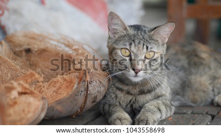 A cute cat is sitting on the wooden floor. It is looking in the camera. It has yellow eyes, white mustache and gray and black hair. The picture concepts for concentrate, attractive, smart, animal.
