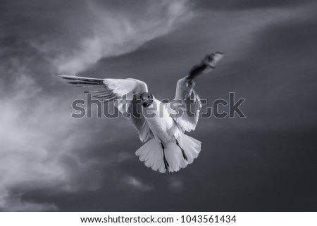 Flying seagull with open wings. Black and white photography.