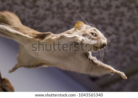 small flying squirrel