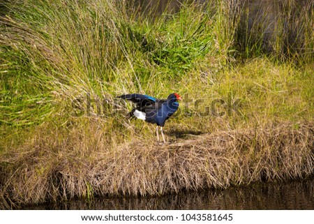 A brilliantly feathered  Purple swamp hen porphyria porphyria  standing near the bank of the lake   preening itself in Big Swamp  Bunbury Western Australia  on a sunny autumn  afternoon.