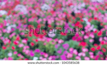 Blurry view from colorful flowers in the field.