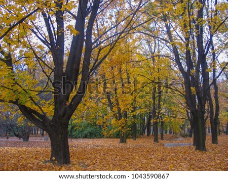 Golden Fall in a Warsaw park, Poland