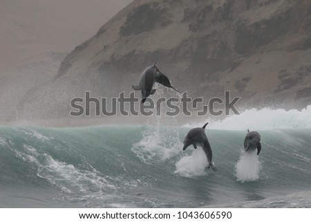 Wild bottlenose dolphins jumping in the waves off Peru