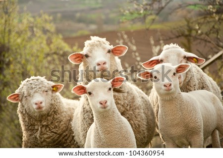  sheep within a mob turn to check out the photographer Royalty-Free Stock Photo #104360954