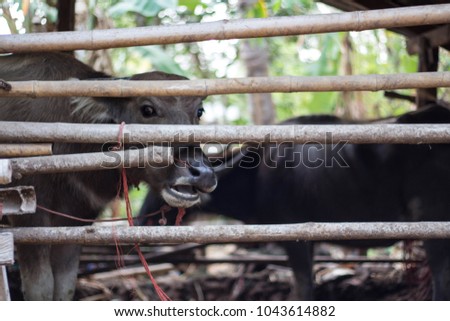 The buffalo is trapped in a bamboo stall in the countryside of Thailand.
Buffalo is staring at something.