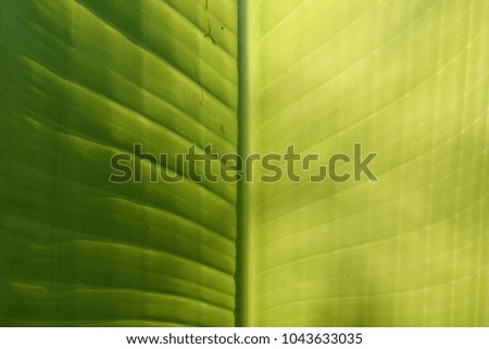 Texture background of backlight fresh green Leaf, vertical of banana leaf 