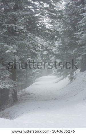 winter forest on a cloudy day