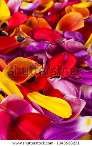 Background of  petals tulips. Texture of multicolored flowers. Selective focus.