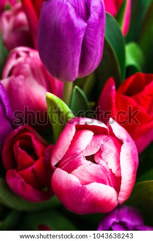 Background from multi colored tulips. Texture of multicolored flowers. Selective focus.